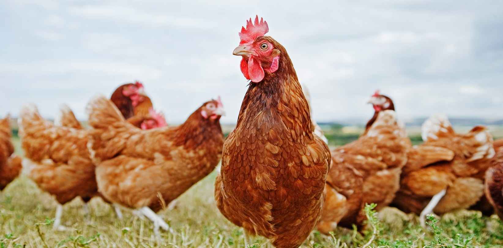 Poultry Segment